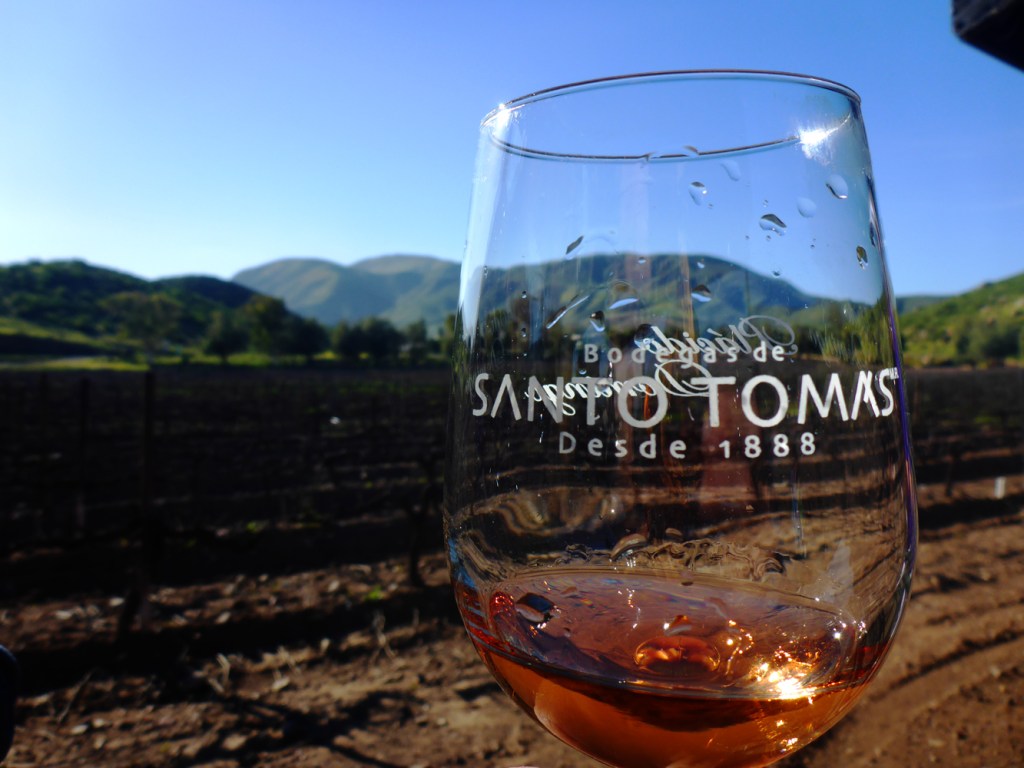 Camping in a&nbsp;Vineyard