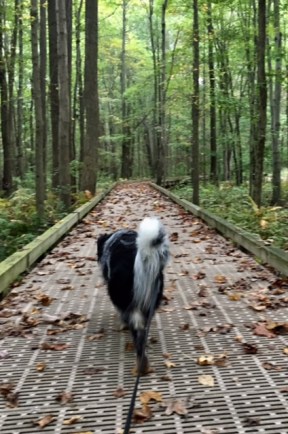 lums pond swamp trail