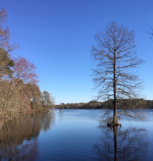Running The Bob Trail at Trap Pond State&nbsp;Park