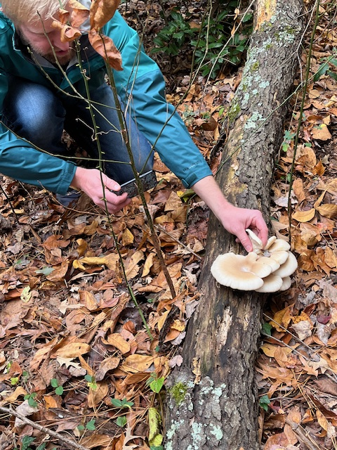 Mushroom Foraging 101